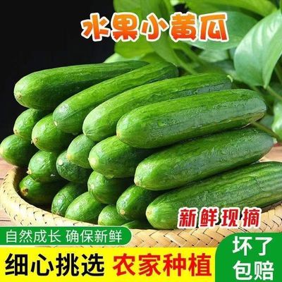 水果黄瓜生吃即食小黄瓜青皮小青瓜绿色新鲜迷你绿心当季时令