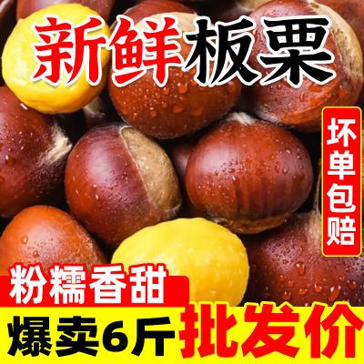 2024正宗丹东板栗油栗子粉糯香甜即食当季新鲜东北锥栗整箱批