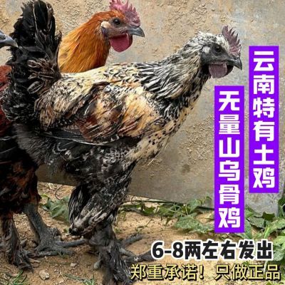 云南纯种无量山毛脚鸡高脚乌骨鸡苗散养土鸡公鸡半大活鸡小鸡便宜