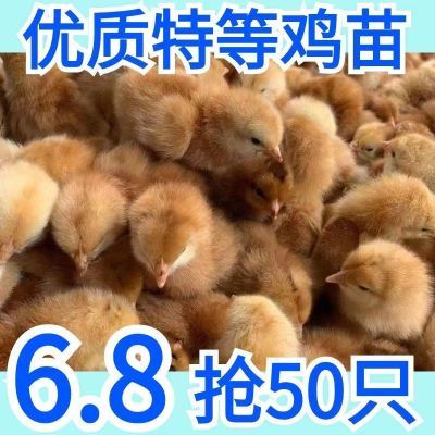 正品三黄鸡苗批发小鸡幼崽活物幼苗散养土鸡五黑鸡新品肉鸡苗便宜