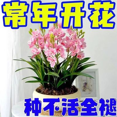 【四季开花】新品橙心兰球根驱蚊虫耐寒花卉重瓣花浓香型花卉盆栽