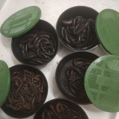 广地龙蚯蚓入药鲜活盒装特大号黑蚯蚓野钓垂钓饵料钓鱼通用