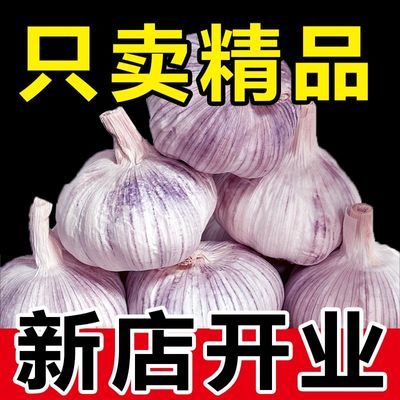 2024紫皮大蒜正宗山东整箱批发特大白皮蒜红皮大蒜干蒜头可腌糖蒜