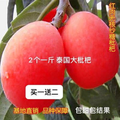 四季矮化枇杷苗无核砂糖红皮枇杷苗南北方种植耐寒果树盆栽地栽