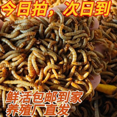 活虫面包活体黄粉虫金龙鱼乌龟鹦鹉仓鼠饲料石蛙八哥画眉鸟