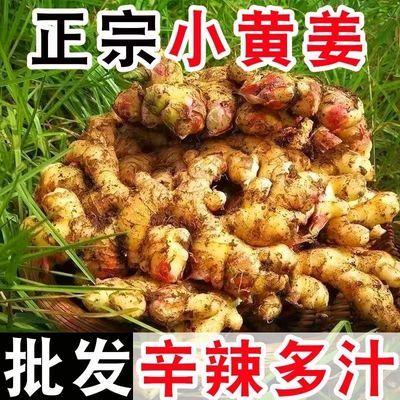 【超低价】生姜批发云南小黄姜现挖新鲜嫩姜月子姜非老姜食用蔬菜