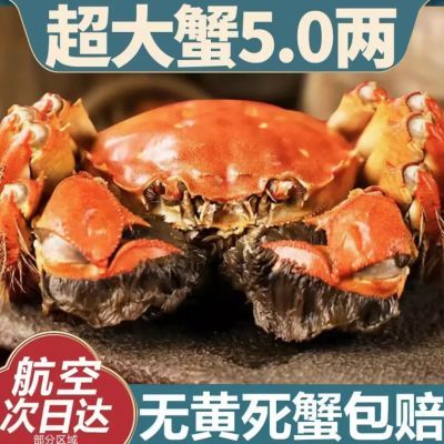 大闸蟹鲜活现捕特大母蟹公蟹现货礼盒海鲜水产12只阳澄湖镇发