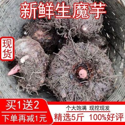 云南新鲜魔芋现挖现发生魔芋头魔芋豆腐原材料魔芋头批发新鲜魔芋