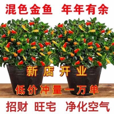 【聚财金鱼】金鱼吊兰盆栽室内绿植多色鱼嘴吊兰花吸甲醛花卉大全