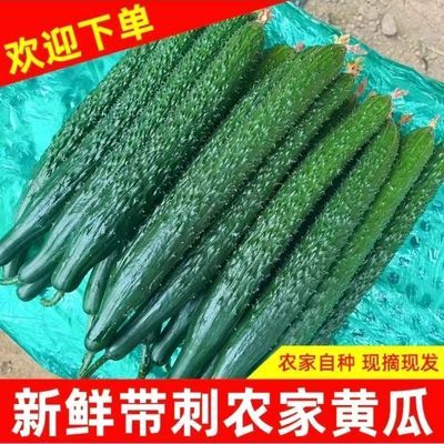 云南当季新鲜脆嫩刺黄瓜小青瓜生吃水果腌菜农家绿心长条蔬菜包邮