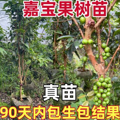 四季嘉宝果艾斯卡树葡萄苗果树南北种植盆栽地栽带土带叶当年结果