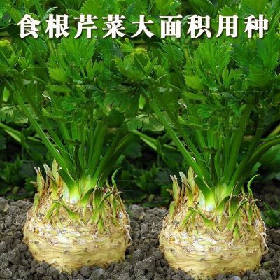 进口根芹种特浓香型耐寒芹菜种子四季盆栽春秋高产盆栽阳台洋芹