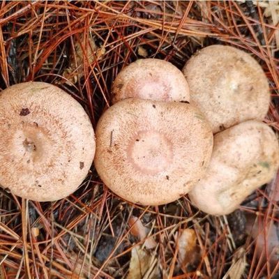 野生优质乌枞菌黄枞菌菌种菌包居家培植野生枞树菌黄碟菌菌种家种