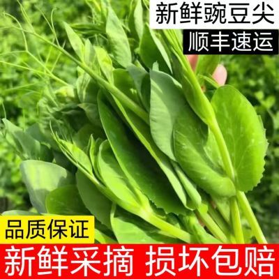 人工现摘贵州新鲜豌豆荚豌豆苗新鲜豌豆芽豌豆菜火锅新鲜蔬菜批发