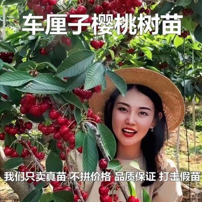 【车厘子3棵装】樱桃苗车厘子树苗盆栽地栽果树苗南北方种植耐寒