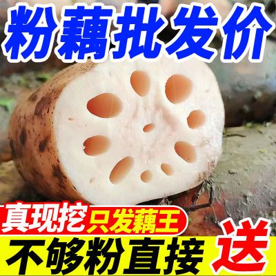 【大降价】湖北正宗新鲜莲藕现挖粉藕农家自种洪湖特产煲汤糯米藕