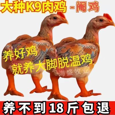 【官方认证】正宗K9鸡苗大种红公鸡活体肉鸡苗882大种鸡苗批发