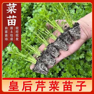 芹菜苗四季香芹水芹西芹种子秋季盆栽阳台蔬菜种籽孑幼苗秧苗带土