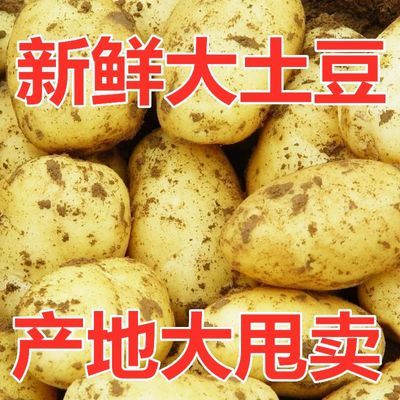 2024黄心土豆马铃薯黄皮新鲜现挖粉软糯面蔬菜当季整箱洋芋5/10斤