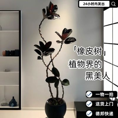 橡皮树黑金刚大型绿植盆栽客厅室内办公大叶四季观叶植物净化空气