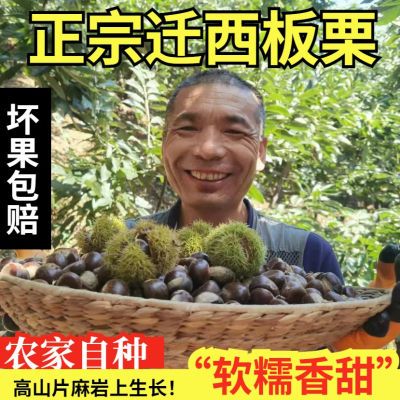 24年正宗迁西新鲜生板栗 燕山油栗遵化野生农家生栗子甜糯 5斤1斤