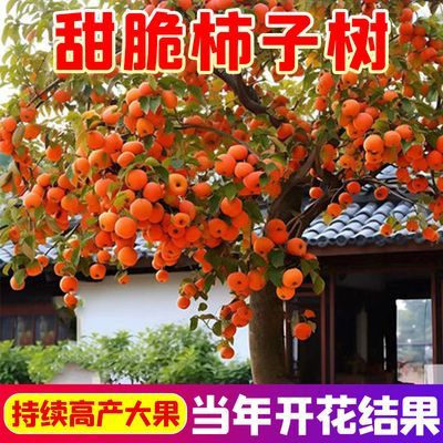 【当年开花结果】柿子树苗带土带叶正宗嫁接高产大果脆柿果树苗