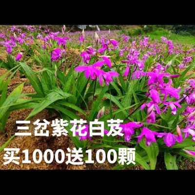 白芨苗块茎批发1000颗送100颗紫花三叉白芨基地直发技术包成活