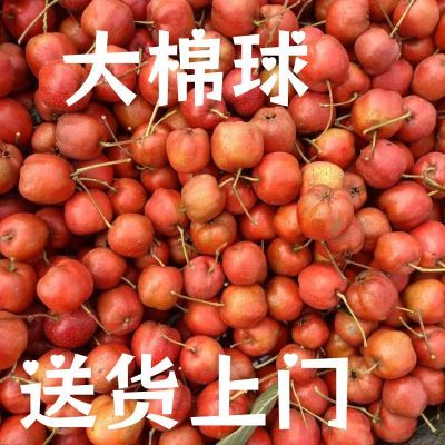 山楂批发2024现摘现发头茬大棉球糖葫芦专用整箱发货净重30