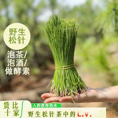 贵州新鲜马尾松 松针茶做酵素蒸包子拍摄道具真松树松针新鲜庭院