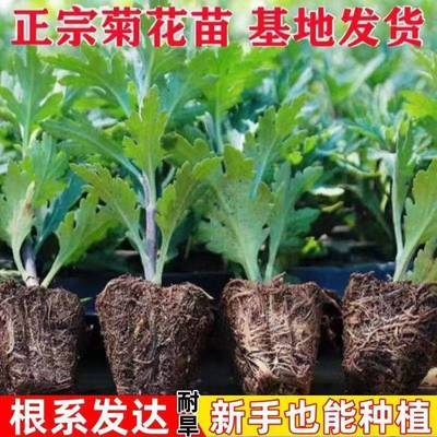 菊花苗菊花盆栽四季开花可食用好养菊花小苗室内外阳台耐寒热花卉