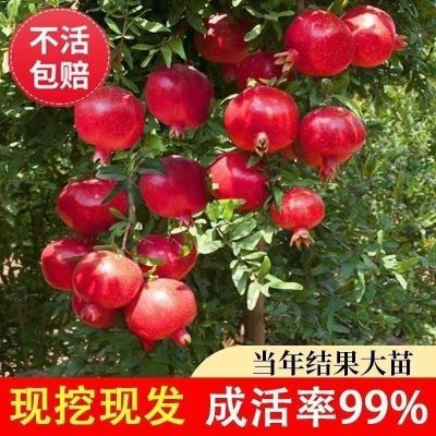 石榴树树苗突尼斯软籽黑无籽红石榴甜石榴苗南北方种植庭院果树苗