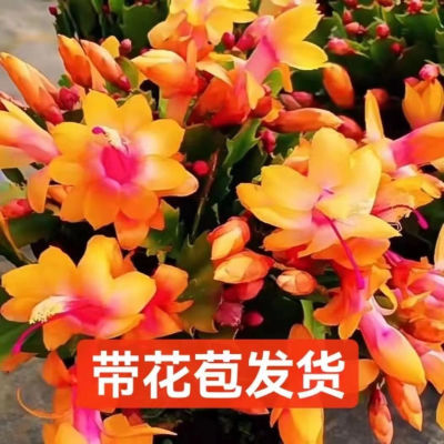 黄金蟹爪兰带花苞盆栽花卉四季开花多肉植物室内客厅阳台绿植