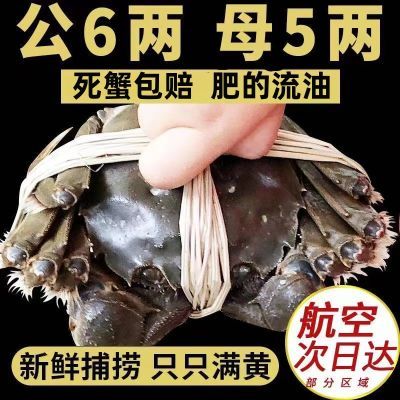 鲜活螃蟹大闸蟹全母全公湖蟹特大阳澄湖镇8-12只装冷链直发含