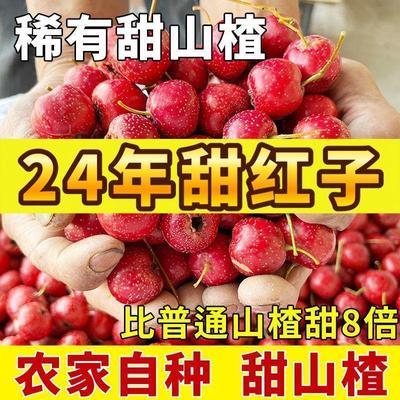 甜红子山楂现摘现发产地直发农民自种糖葫芦炒糖雪球专用酸甜开胃