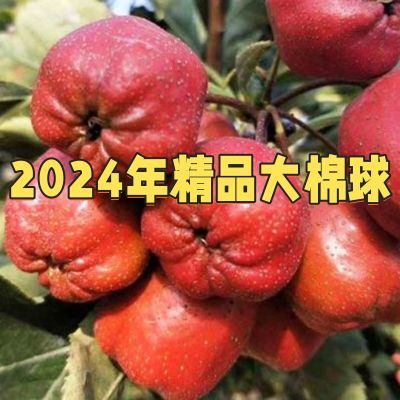 大棉球2024年新鲜采摘精品糖葫芦专用山楂批发现摘现发大棉球