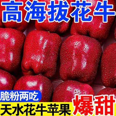 【粉面超甜】甘肃天水花牛苹果正宗脆甜粉面沙刮泥新鲜水果整箱