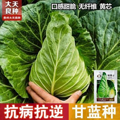 农喜发甘蓝种子耐热耐抽苔春秋包菜卷心菜四季高产蔬菜种籽瘦尖型