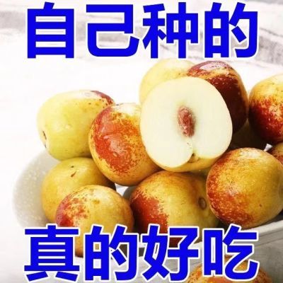 【薄利多销】正宗沾化冬枣新鲜脆甜自家枣园应季现摘即食大枣