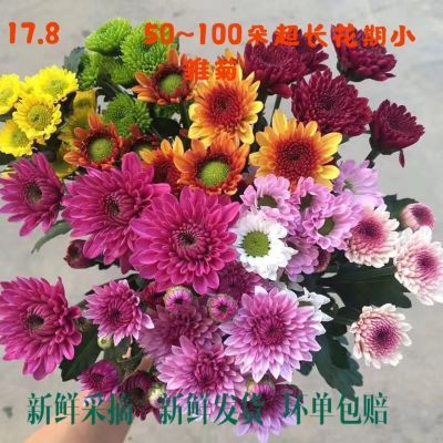 混色小雏菊鲜花花束批发云南昆明基地直发鲜花花期超长特价