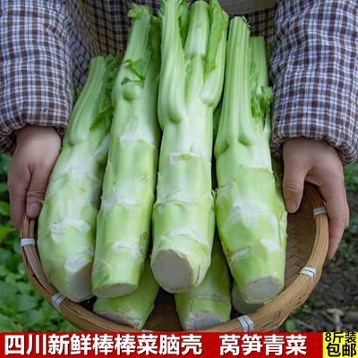 四川棒棒菜新鲜蔬菜青菜脑壳莴笋青菜苔芥菜大叶青菜泡菜原料【8