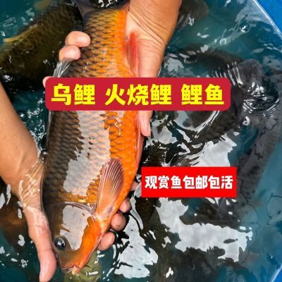 鲤鱼乌鲤鱼红鲤鱼火烧鱼发色好原生观赏鱼耐寒耐高温好养耐养鲤鱼