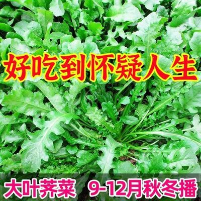 天然野生荠荠菜种子纯野生荠菜耐热耐寒四季播种田园蔬菜种子大全