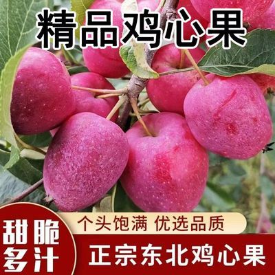 正宗东北特产鸡心新鲜海棠锦绣孕妇果园小苹果酸甜沙果网红包邮