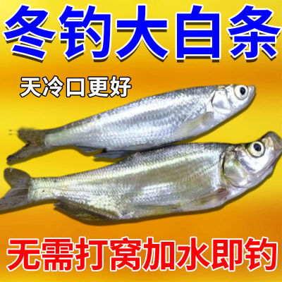 白条饵料马口翘嘴饵料钓鱼饵料野钓通杀鲫鱼饵料小白条鱼饵料鱼食