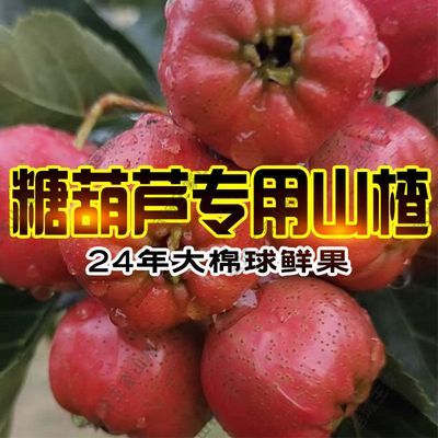 【大量批发】30斤大棉球当季山楂冰糖葫芦原材料整筐批发鲜山楂果