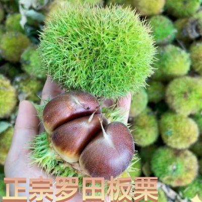 新鲜板栗带壳正宗罗田当季新鲜板栗农家带红壳生栗子带壳