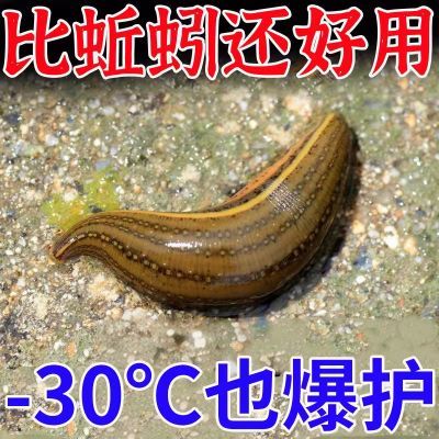 [不再空军]钓鱼必备野钓黑坑水库鱼塘钓鱼饵料鲫鱼鲤鱼草鱼钓鱼饵