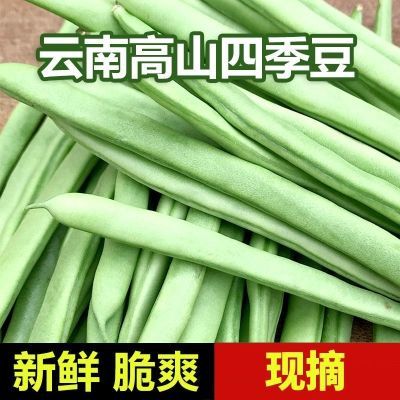 云南四季豆新鲜筋豆应季豆角芸豆刀豆现摘青豆蔬菜批发