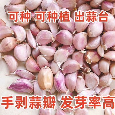 【超低价】2024年新蒜瓣紫皮蒜种植发芽出蒜苗蒜苔可吃可种植蔬菜