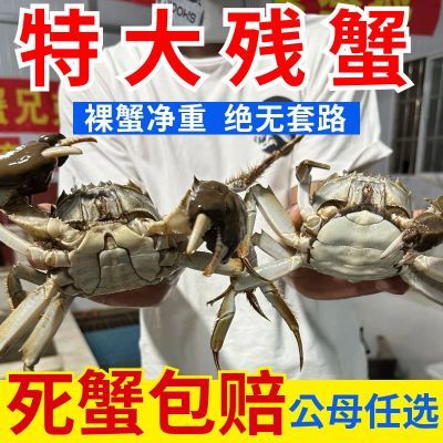 【不含绳重】鲜活残蟹特大缺脚蟹大闸蟹断脚蟹公母螃蟹净重1-5斤